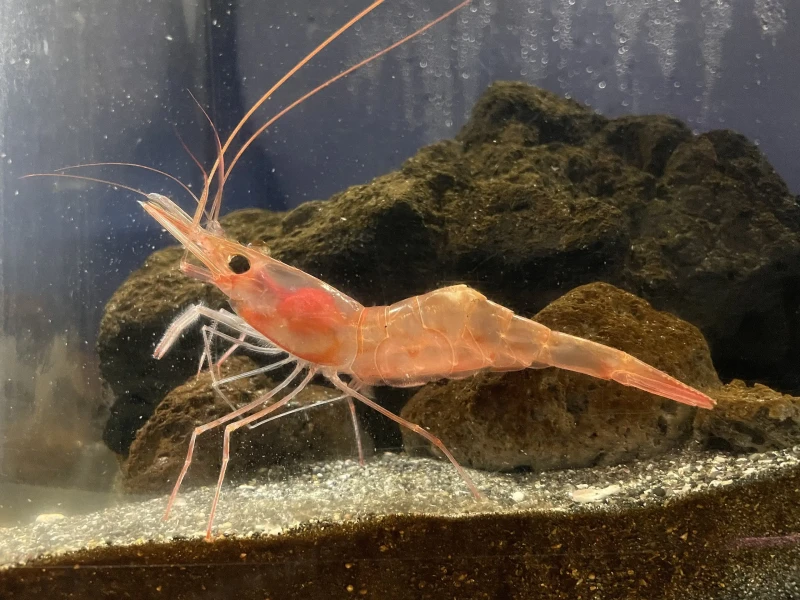 Rakor -- ett kort, dramatiskt liv